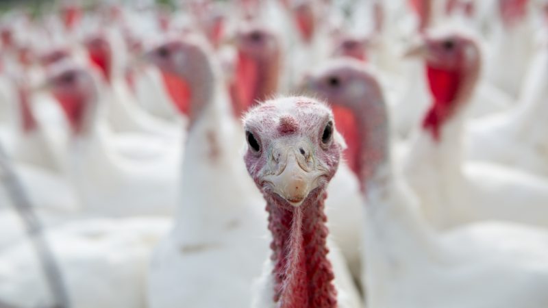 Ausbruch von Vogelgrippe in Ungarn – 50.000 Truthähne müssen getötet werden