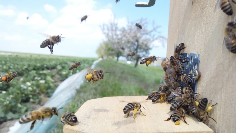 Der Tanz der Honigbienen: Hummeln und Wildbienen fliegen auf Erdbeeren