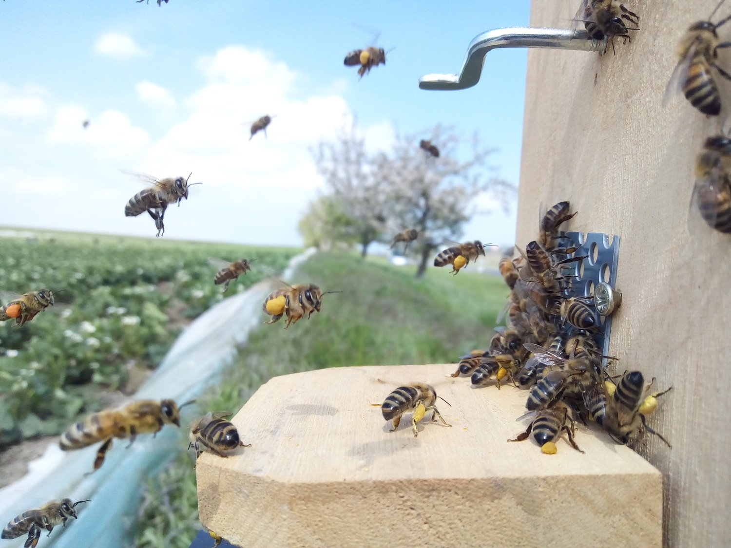 Пчелы тянут. Большая пчела. Высокие пчелы. Пчелы в ряд. Огромные земляные пчелы.