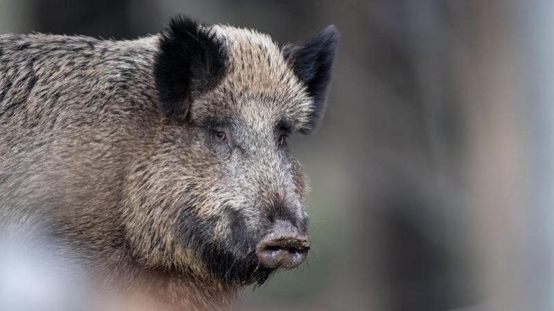 Bestätigt: Afrikanische Schweinepest ist in Deutschland angekommen
