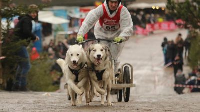 Schlittenhunderennen im Harz ausgefallen – Showvorführungen der Hundeführer mit ihren Gespannen