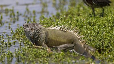 Wetter in Florida: Mit fallenden Temperaturen kommen fallende Leguane