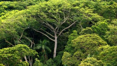 2,7 Millionen Bäume gepflanzt: Ehepaar sorgt in Brasilien für Regenwald