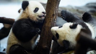 Tollpatschig und verspielt: Pandas Pit und Paule ab Donnerstag live in Berlin