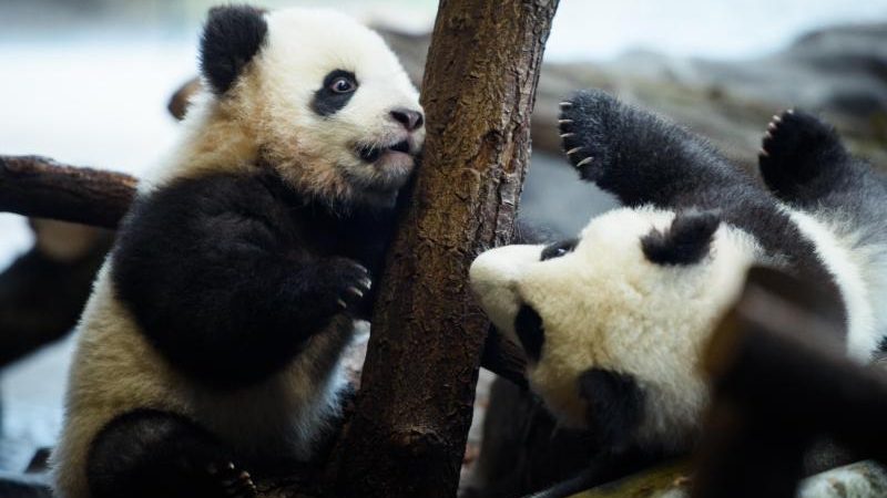 Tollpatschig und verspielt: Pandas Pit und Paule ab Donnerstag live in Berlin
