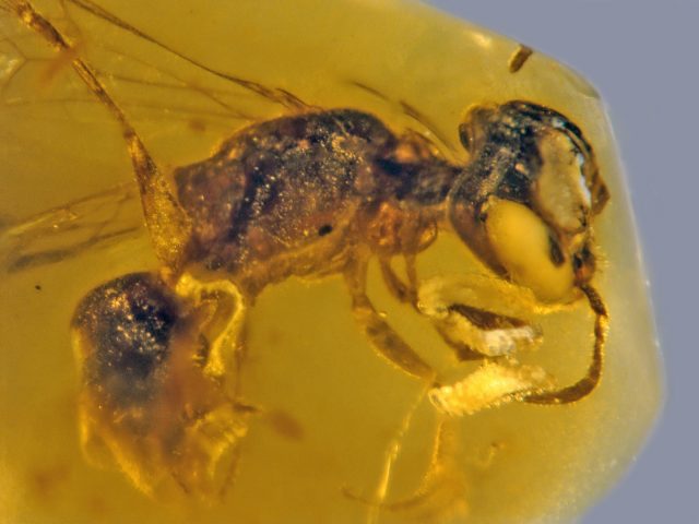 Biene mit vier Parasiten