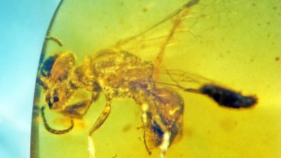 Biene, Pollen und Parasiten in 100 Millionen Jahre alten Bernstein entdeckt