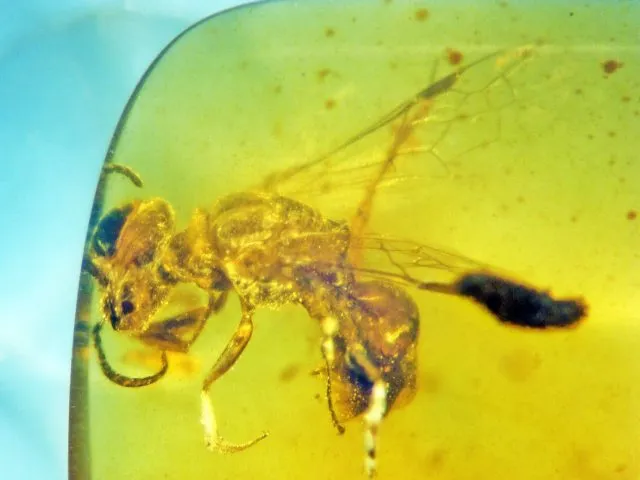 Biene Discoscapa apicula