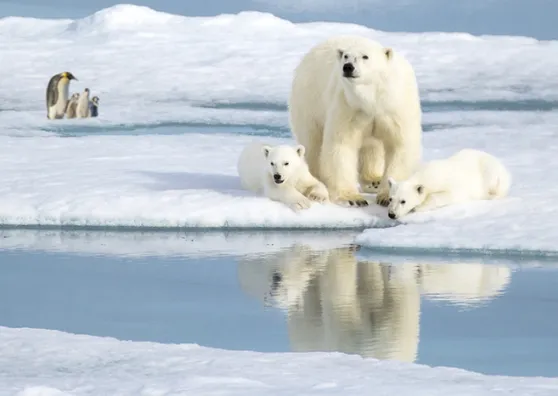 Die Polarregionen bieten reichlich Platz für die Kinderstuben von Eisbären und Pinguinen.