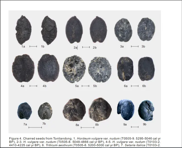 Verkohltes Getreide aus der Tangtian-Höhle