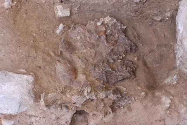 Schädel des Neanderthaler