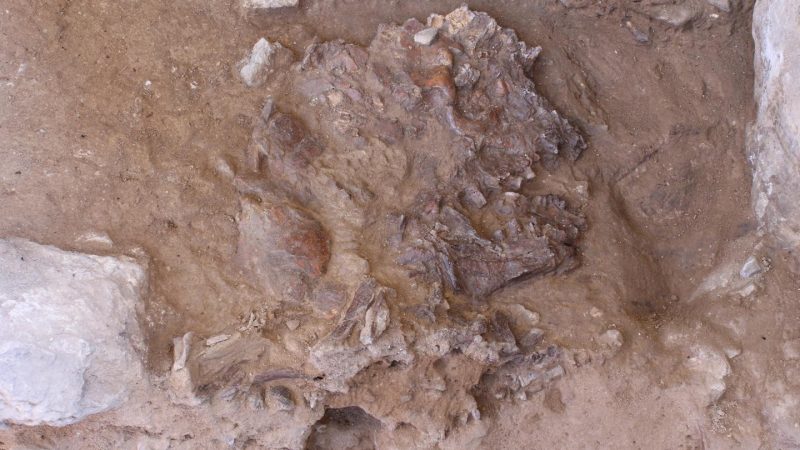 Uralte Riten: Auf den Spuren des Neandertaler-Blumenbegräbnisses