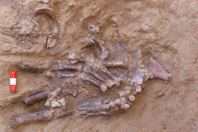 Überreste des Neanderthaler