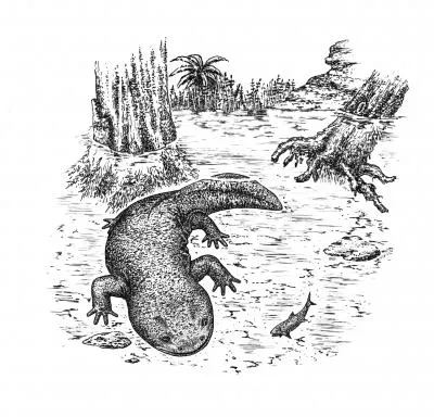 Zeichnerische Rekonstruktion der neuen Salamander-Art