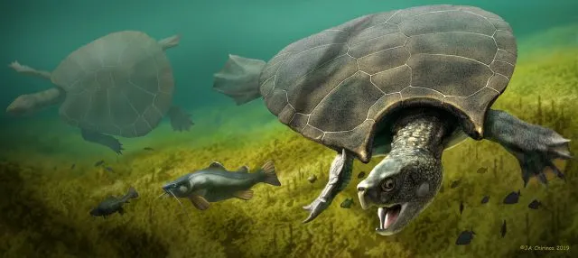 Rekonstruktion der Riesenschildkröte Stupendemys geographicus