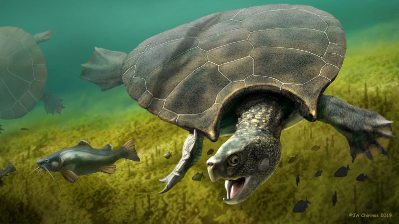 Stupendemys geographicus: Die drei Meter lange Schildkröte mit Stachelpanzer