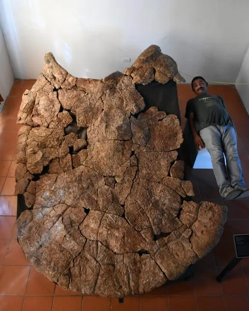 Fossil der Riesenschildkröte Stupendemys geographicus