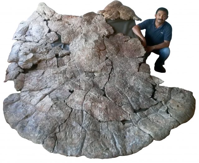 Fossil der Riesenschildkröte Stupendemys geographicus