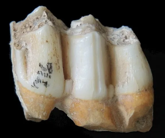Untersuchung der Zinkisotope an einem Hirschzahn