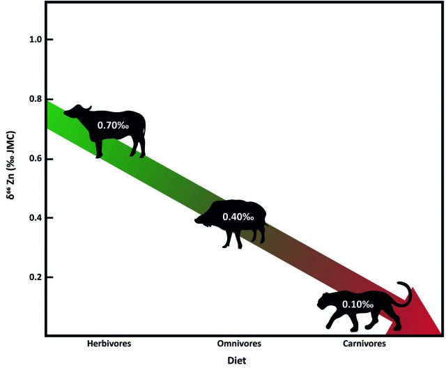 Grafik zur Untersuchung der Zinkisotope bei Tieren