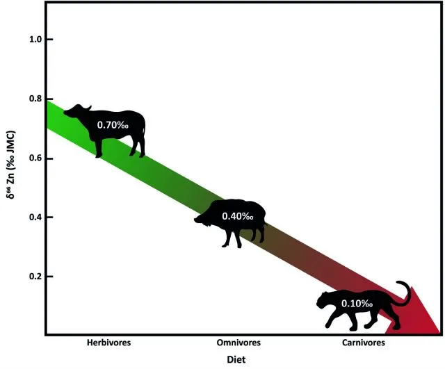 Grafik zur Untersuchung der Zinkisotope bei Tieren