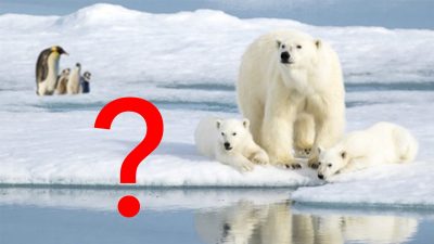 Die Polarregionen bieten reichlich Platz für die Kinderstuben von Eisbären und Pinguinen.