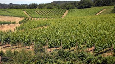 Weinbauverband fordert staatliche Hilfen wegen US-Zöllen