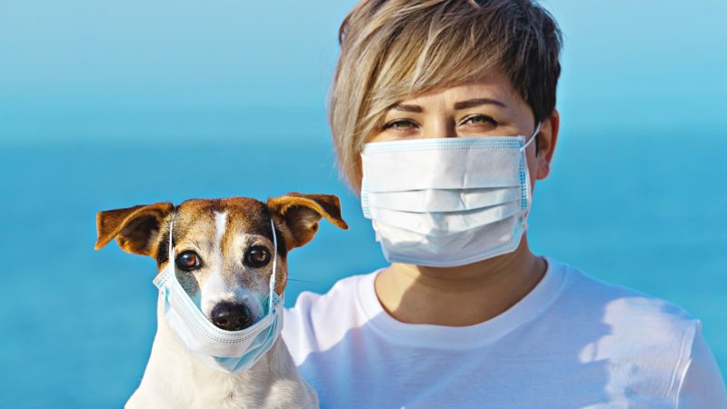 Hongkong: Erster Hund „schwach positiv“ – Haustiere von Coronavirus-Infizierten unter Quarantäne