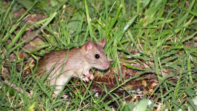 Niedersachsen hat eine Mäuseplage: Rund 20 Prozent der Grünlandfläche völlig zerstört