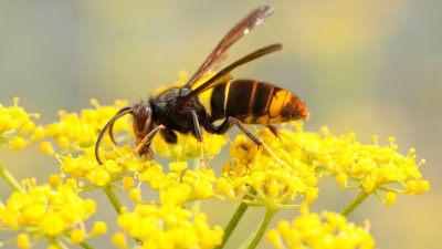 Hornisse jagt Honigbienen: Erste Asiatische Hornisse in Hamburg entdeckt