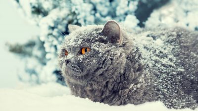 Katze Dymka mit erfrorenen Pfoten bekommt vier neue aus Titan