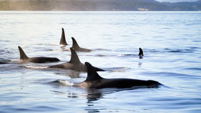 Meeresbiologie: Wale koordinieren Tauchgänge, um Raubtieren auszuweichen