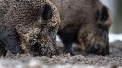 Schweinepest: Polen verlängert Frist für Wildschwein-Abschuss – 150 Euro pro getöteter Bache