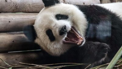 Erstmals Panda-Nachwuchs in Singapur