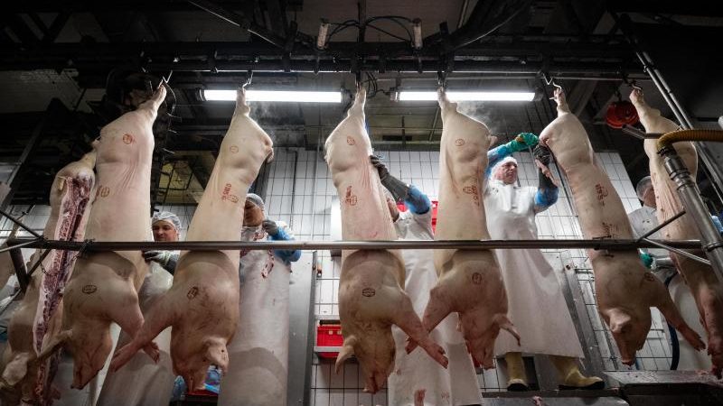 Fleischbranche: Ausbreitung von Virus unter ausländischen Schein-Selbständigen wirft alte Fragen wieder auf
