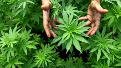 Profi-Cannabisplantage in ehemaliger Tennishalle in Niedersachsen entdeckt