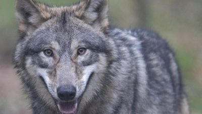 Wölfe verursachen mehr Schaden als je zuvor