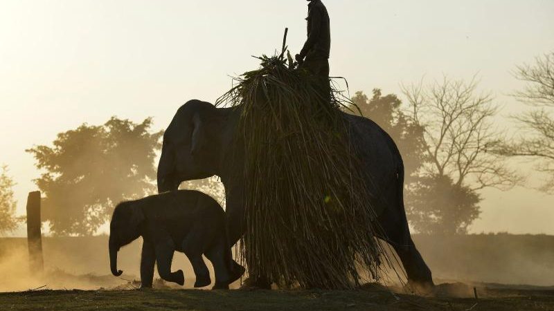 Tierschutz: Asiatische Elefanten, Hochseehaie und Jaguare erhalten höheren Schutzstatus