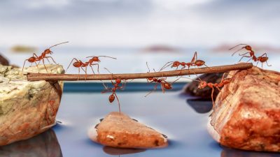 Die Ameisen – Von Joachim Ringelnatz
