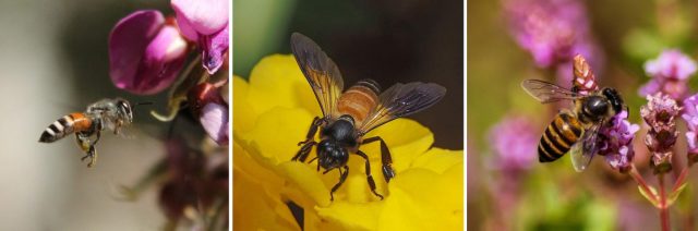 Forscher haben Tanzdialekte von Honigbienen untersucht