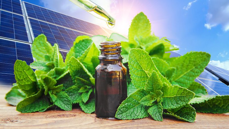 Pfefferminz-Öl und Walnuss-Aroma verbessern Solarzellen