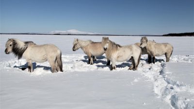 Tauender Permafrost: Riesige Löcher, abrutschende Hänge und Wohnhäuser