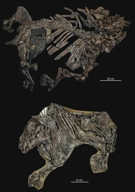 Fossilien aus Geiseltal