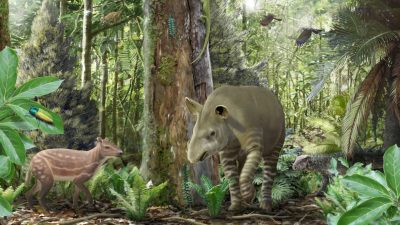 Pferd, Tapir und Co.: Fossilien aus Geiseltal geben neue Einblicke in die Evolution