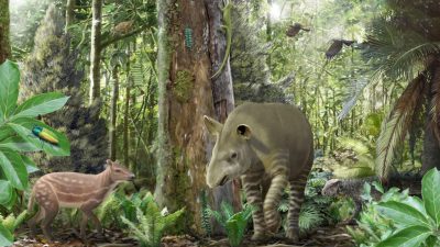 Pferd, Tapir und Co.: Fossilien aus Geiseltal geben neue Einblicke in die Evolution