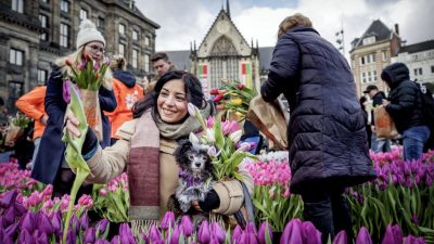 Niederländer hamstern Tulpen statt Klopapier – Händler vernichten täglich Millionen Blumen