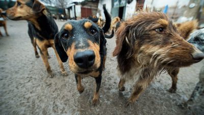 Zehntausende Hundehalter protestieren gegen strenge Ausgangssperre in Serbien