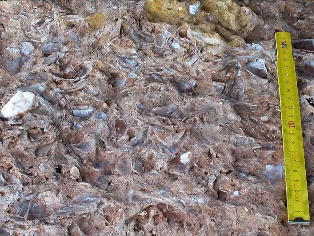 Muschelschalen genutzt vom Neandertaler