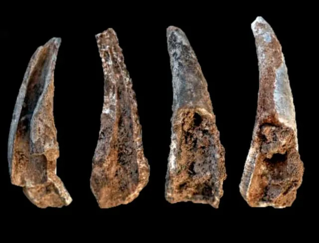 Krebse genutzt vom Neandertaler