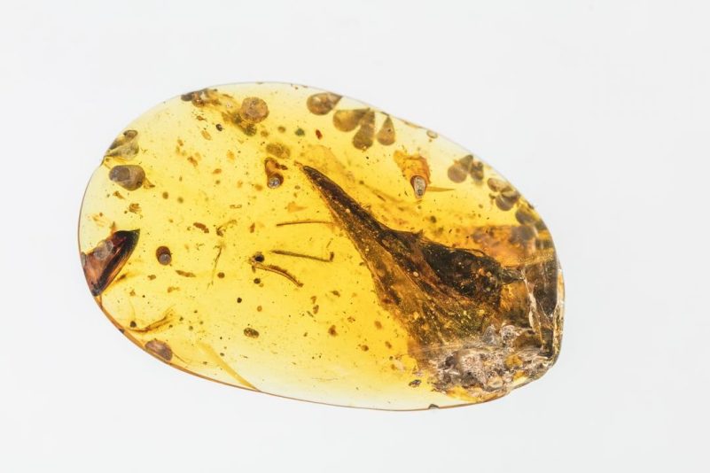 Oculudentavis khaungraae
